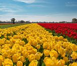 Gele en rode tulpenveld, Lisse, , Zuid-Holland, Nederland van Rene van der Meer thumbnail