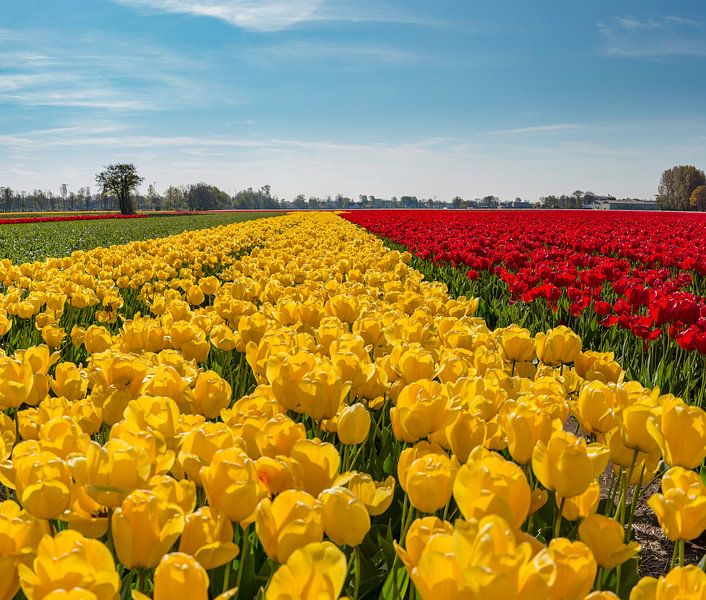 Gele en rode tulpenveld, Lisse, , Zuid-Holland, Nederland van Rene van der Meer