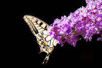 Schmetterling auf einem Schmetterlingsstrauch