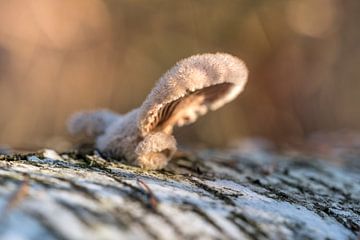 Paddenstoel 01 von Moetwil en van Dijk - Fotografie