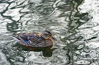 Duck swimming on the water