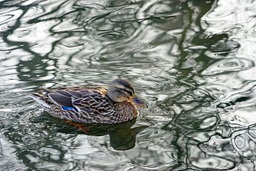 Duck swimming on the water by Jozef Poortmans