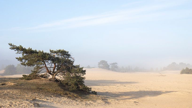 Der Morgennebel löst sich über der Wekeromse Zand auf von Bas Ronteltap
