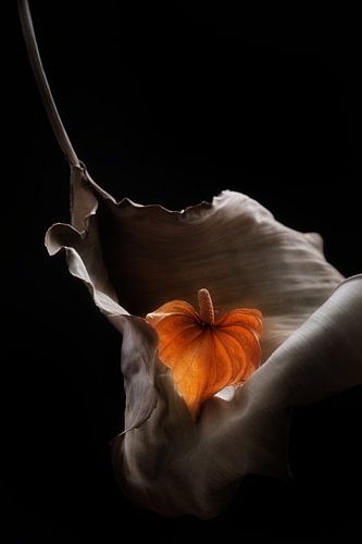 Felgekleurde anthurium rustend in gedroogd blad van Karel Ham