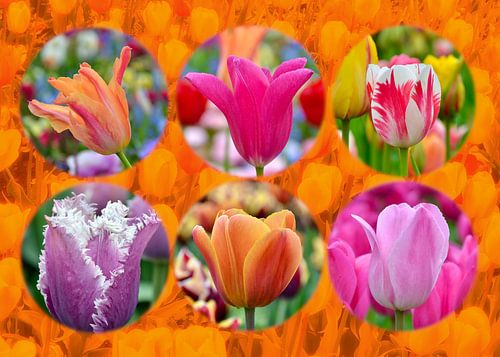 Hollandse tulpen (Oranje Boven!)