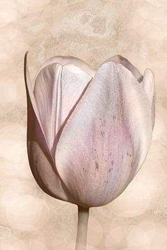 Tulp in zacht perzik roze. van Alie Ekkelenkamp