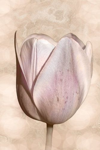 Tulp in zacht perzik roze.