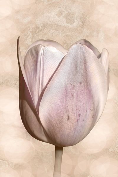 Tulip in soft peach pink. by Alie Ekkelenkamp