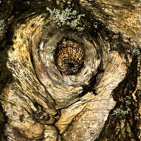 Abstract tree trunk by Jan Tuns