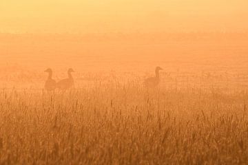 Ganzen in de mist van Tessa van der Geer
