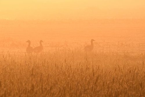 Oies dans le brouillard