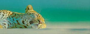 Ruhe am Strand | Schlafender Leopard