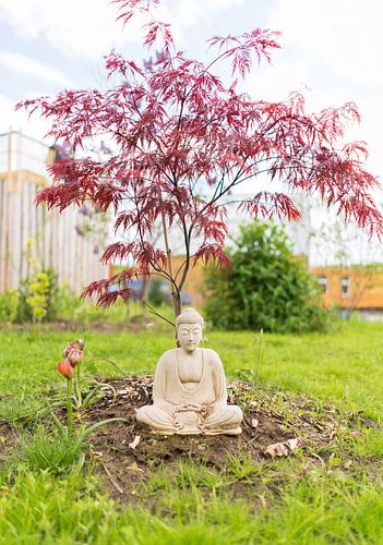 Méditer sous un bonsaï
