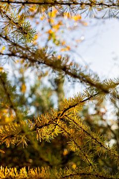 Image d'automne Frise 4 sur Lydia