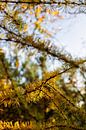 Herfst beeld Friesland 4 van Lydia thumbnail