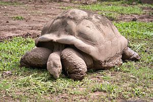 Eine Riesenschildkröte im Schildkrötengehege