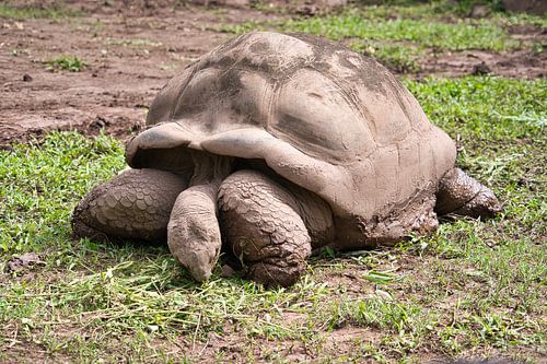 Een reuzenschildpad in het schildpaddenverblijf