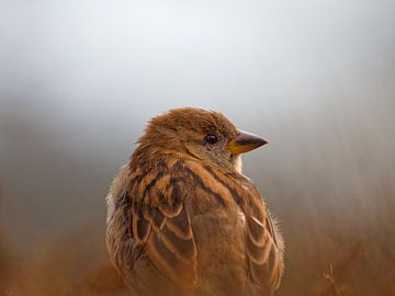 Close-up portrait of a sparrow