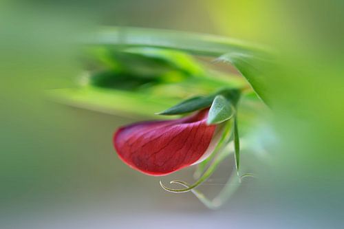 Habit rouge