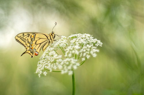 The Dutch Queen, the queen butterfly by Moetwil en van Dijk - Fotografie landschappen - natuur