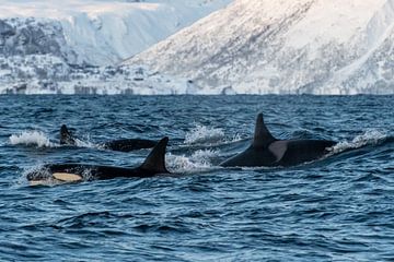 Gruppe von Orcas von Merijn Loch