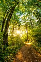 Forest with bright sun