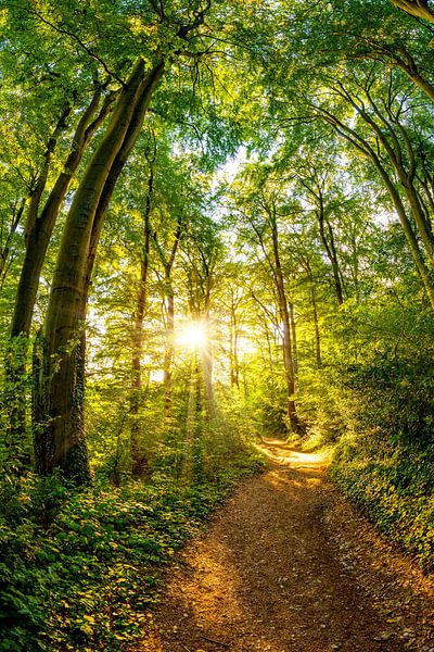 Forest with bright sun by Günter Albers
