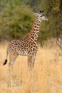 Thornicrofts Giraffe (Giraffa camelopardalis thornicrofti) auf der Savanne stehend