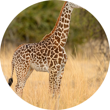 Thornicrofts Giraffe (Giraffa camelopardalis thornicrofti) staand op de savanne van Nature in Stock