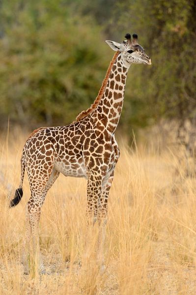 Thornicroft Giraffe (Giraffa camelopardalis thornicrofti) standing on savannah by Nature in Stock