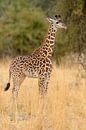La girafe Thornicrofts (Giraffa camelopardalis thornicrofti) debout dans la savane par Nature in Stock Aperçu