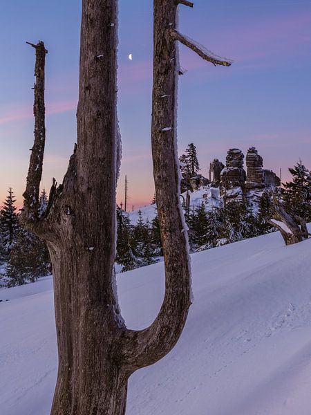 Entre les troncs d'arbres par Denis Feiner