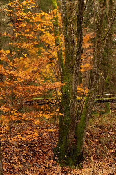 Herbstwind - wenn auch die letzten Blätter abfallen. von André Post