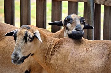 Moutons à Curaçao sur Karel Frielink