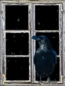 Vue de la fenêtre - Corbeau
