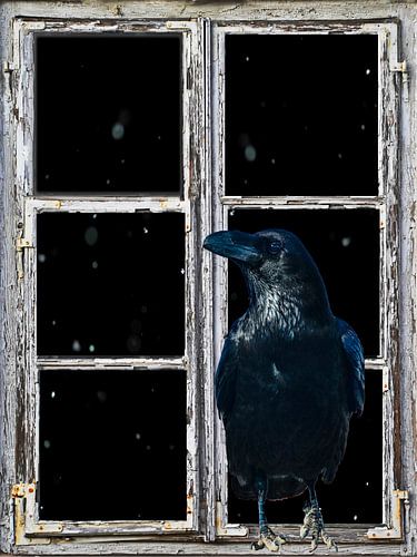 Vue de la fenêtre - Corbeau