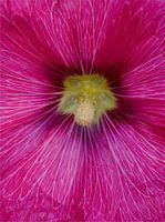 pink flower