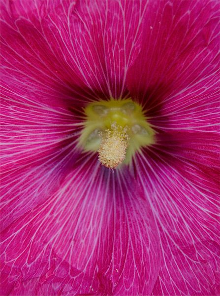 rosa Blume von M K