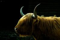 Scottish Highlander Portrait
