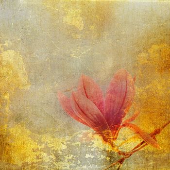Magnolia flower blossom with gold abstract paint texture.
