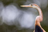 Afrikaanse slangenhalsvogel van Mario Severi thumbnail