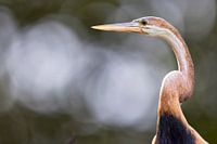 Afrikaanse slangenhalsvogel