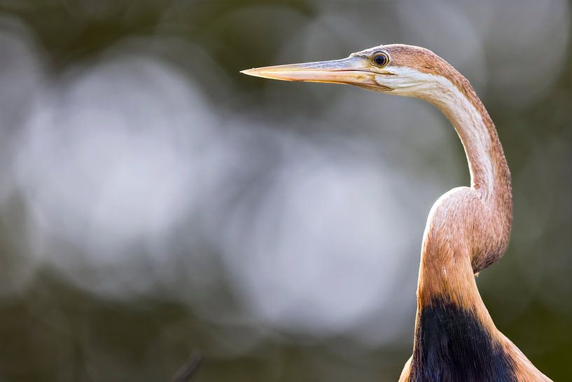 Afrikaanse slangenhalsvogel van Mario Severi