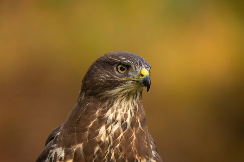 Buzzard, Buteo buteo. A portrait. by Gert Hilbink