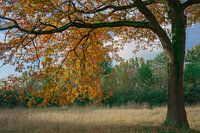 Meditation tree