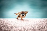 Dancing Sparrow / Yoga Sparrow by Marlies Gerritsen Photography thumbnail