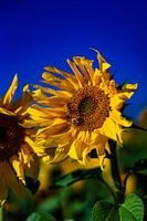 Sunflower 5