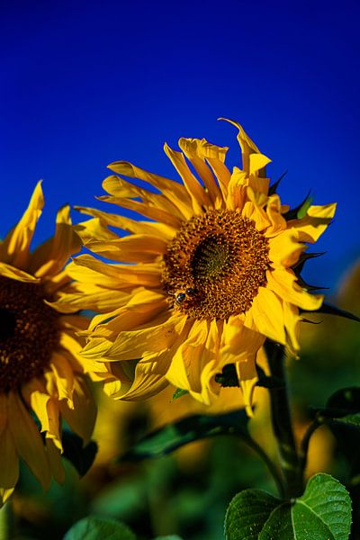 Tournesol 5 par Eye Scream Shop