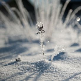 Winters IJS van Sieger Homan