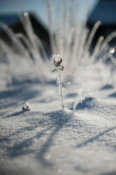 Winters IJS par Sieger Homan